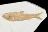 Detailed Fossil Fish (Knightia) With Gar Scales - Wyoming #176384-2